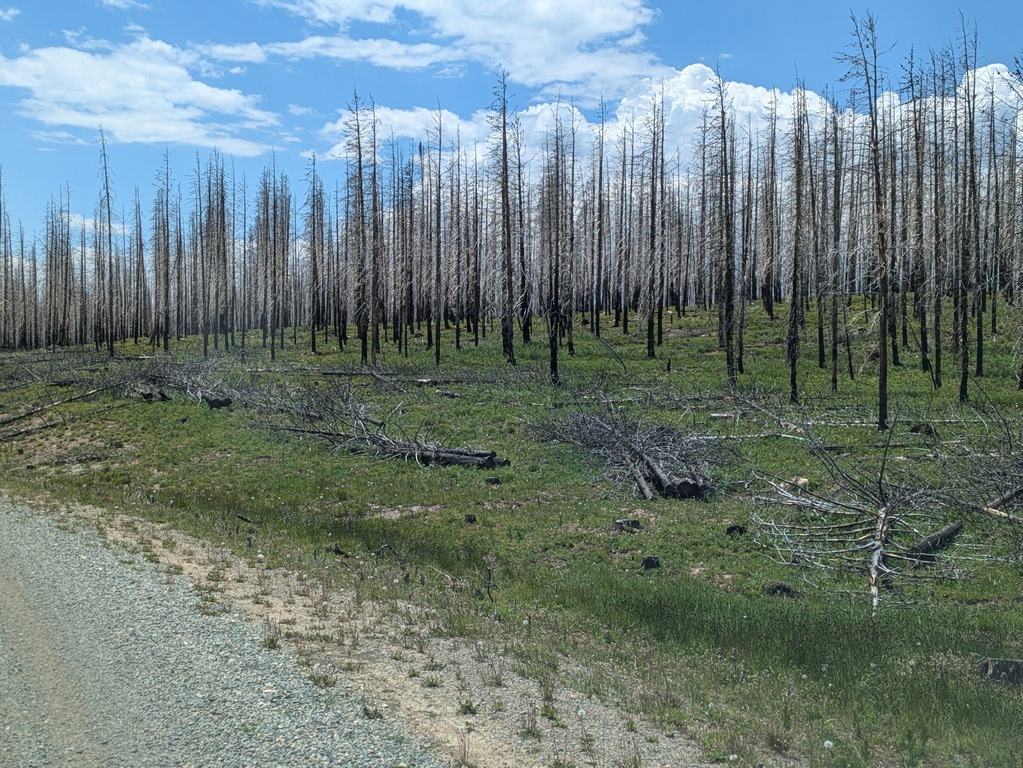 F1_DeadForest.jpg