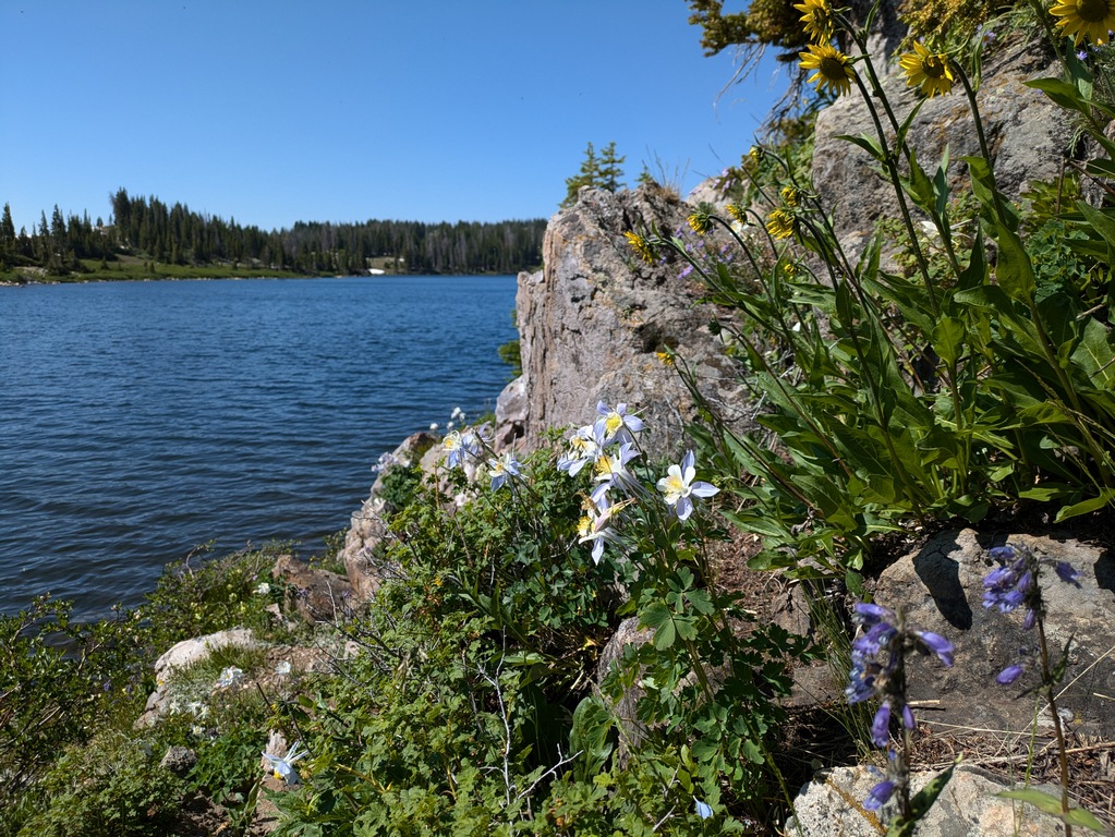 B2_FlowersNearLake.jpg