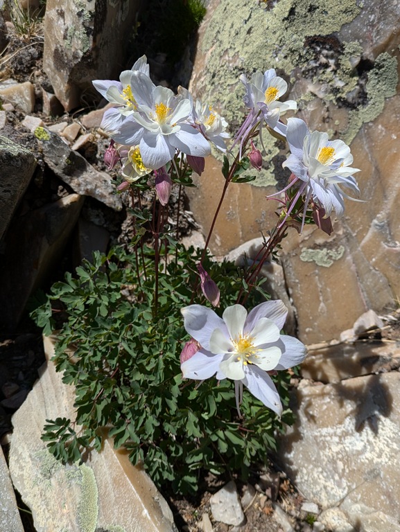 C6_ColumbinesInBloom.jpg