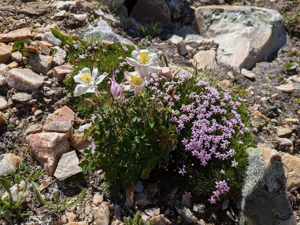 E_TundraWildflowers.jpg