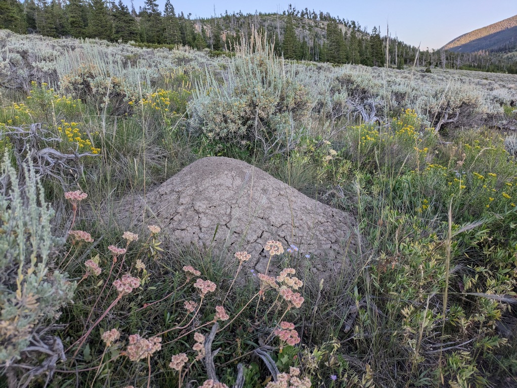 C7_MassiveAnthill.jpg