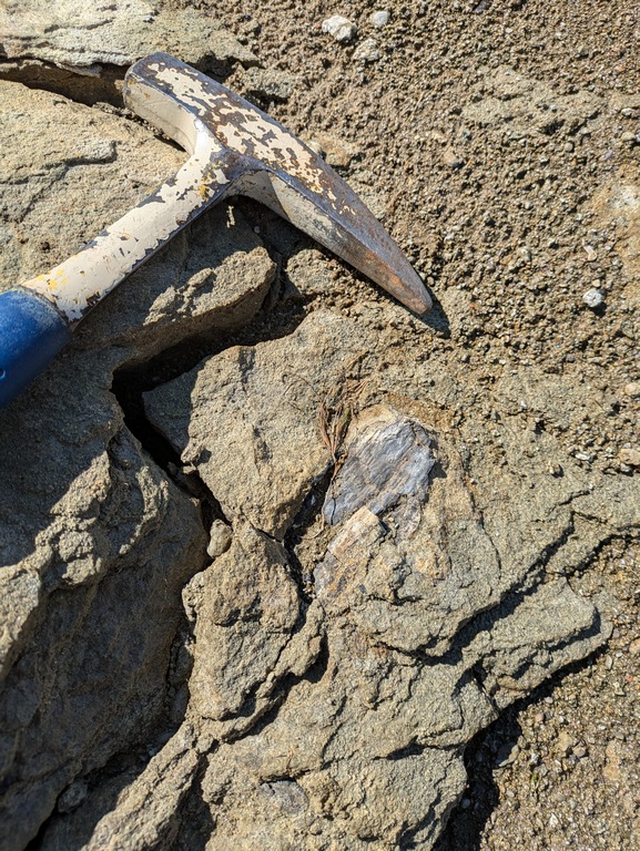 B2_PetrifiedWoodInMudstone.jpg
