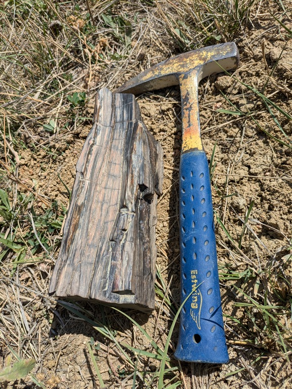 D4_BeautifulFossilWood.jpg