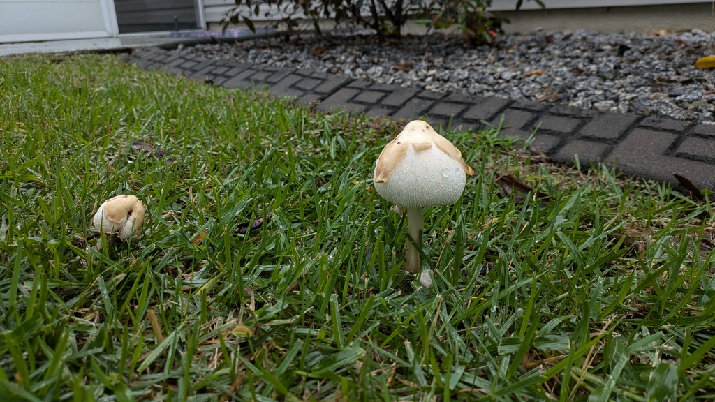 1007B2_YardMushrooms.jpg