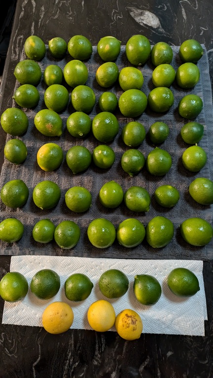 1009D2_SalvagedLimequats.jpg