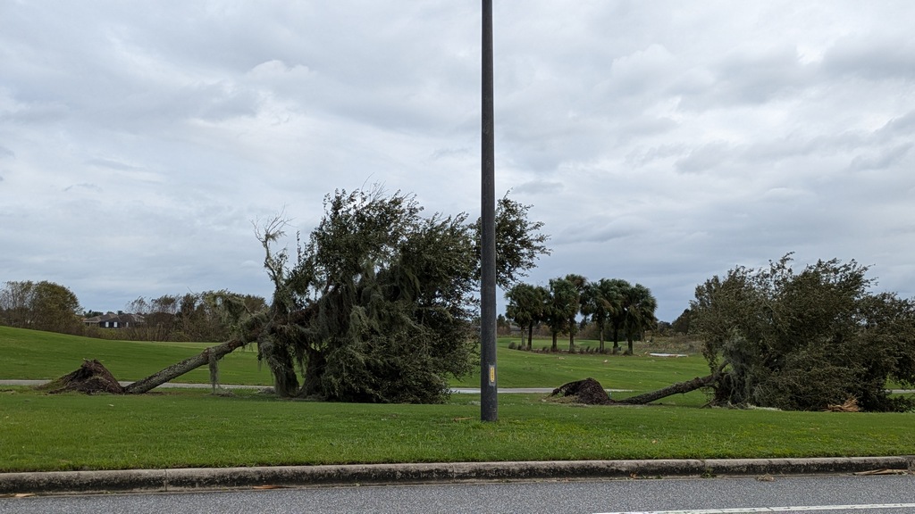 1010B_TreesDownInTheVillages.jpg