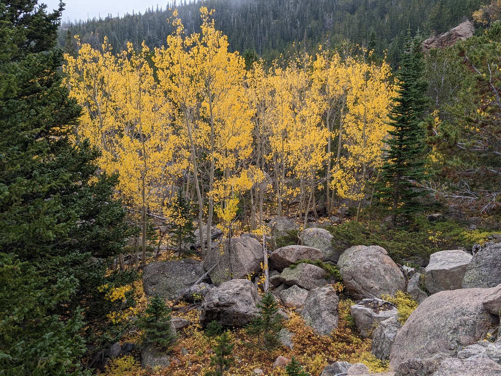 E3_MoreAspenAndBoulders.jpg
