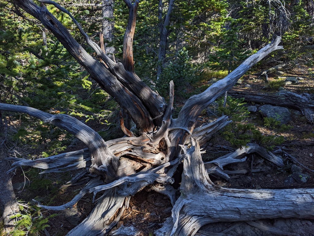 Q_WeatheredTreeRoots.jpg