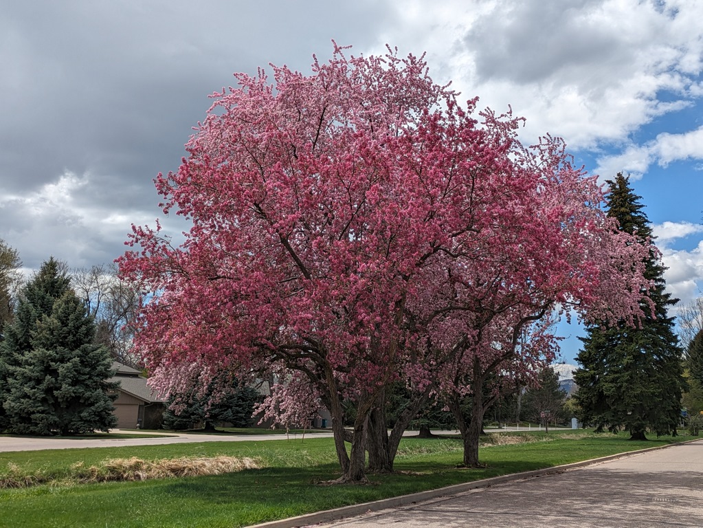 0426_PinkTreeInBloom.jpg