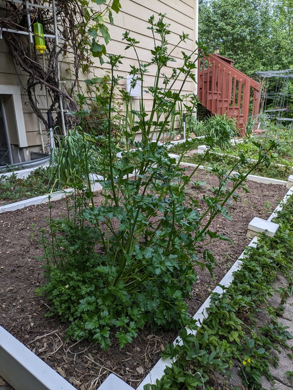 0530A_ParsleyPlant2ndYear.jpg