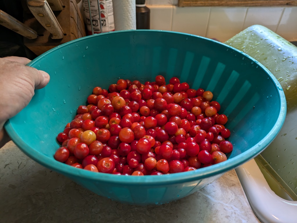 0703A_FrontNankingCherries.jpg