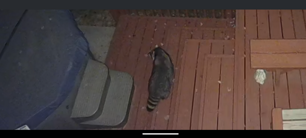 1013_RaccoonOnDeck.png