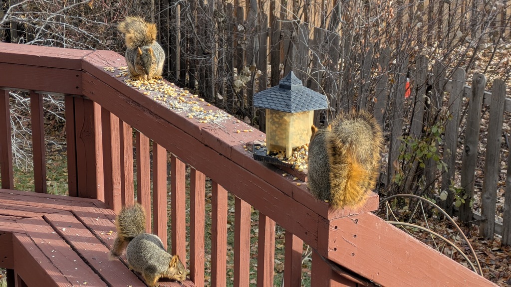 1127_SquirrelButtsAtFeeder.jpg