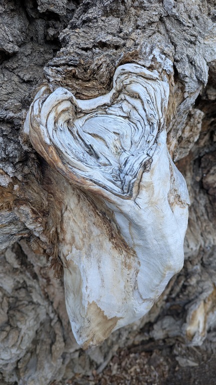 1230D_CottonwoodHeart.jpg