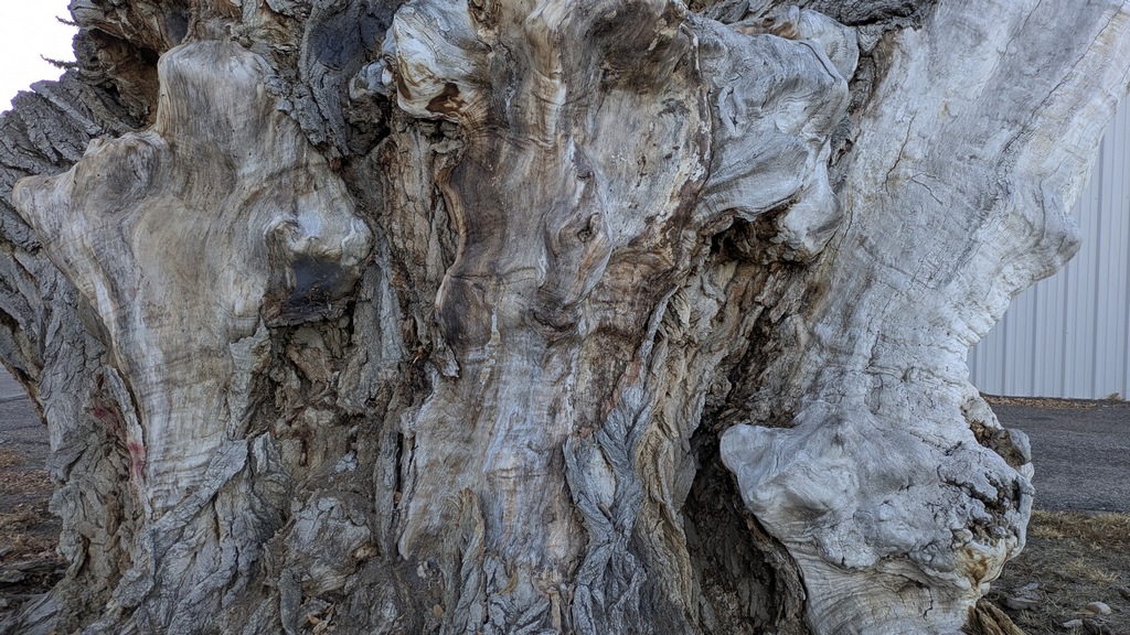 1230E_CottonwoodTrunk.jpg