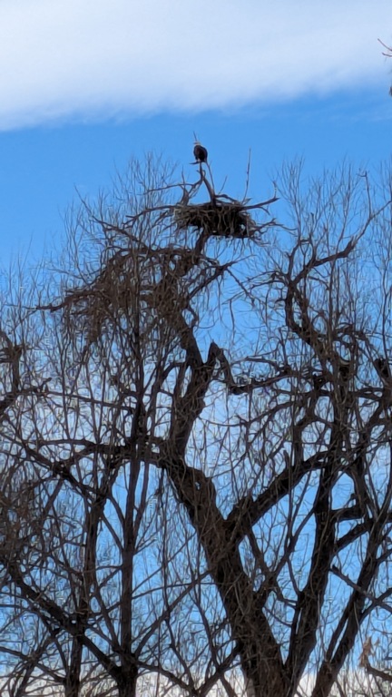 0201B_BaldEagleTreeZoom.jpg