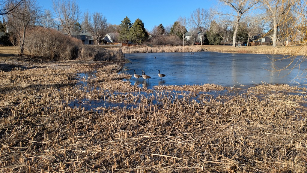 0226_GeeseOnFrozenPond.jpg