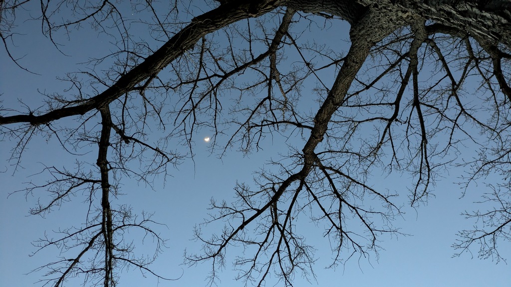 0304G_MoonThroughCottonwood.jpg