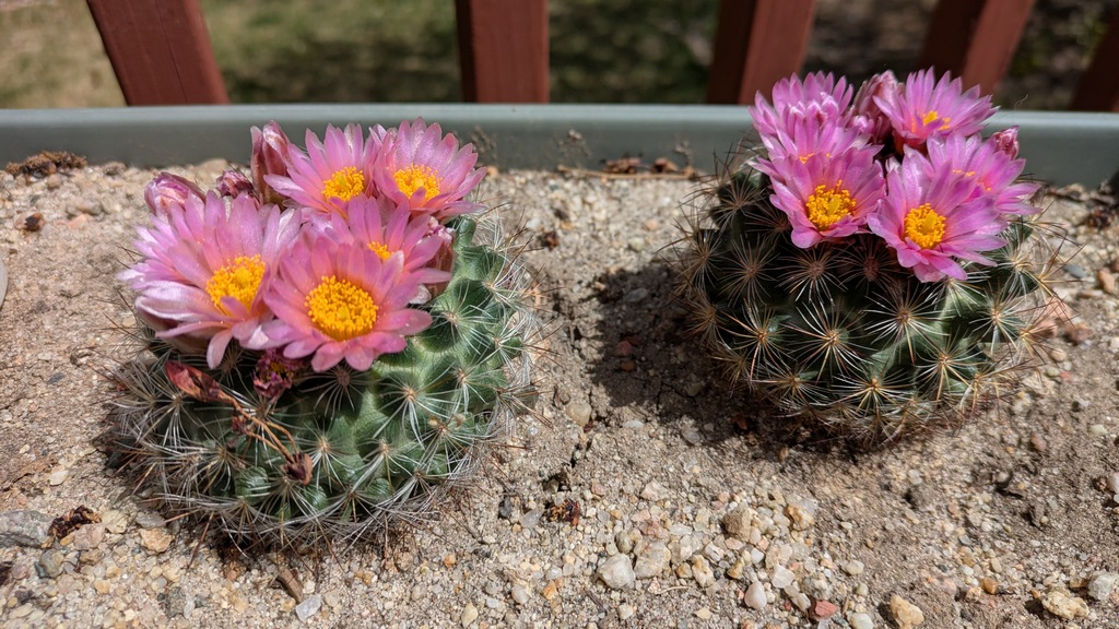 0430_PottedCactusFlowers.jpg