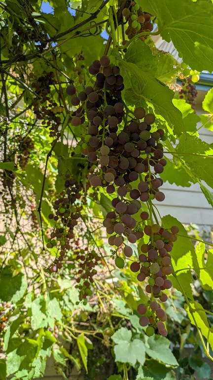 0814_LotsOfGardenSeedlessGrapes.jpg