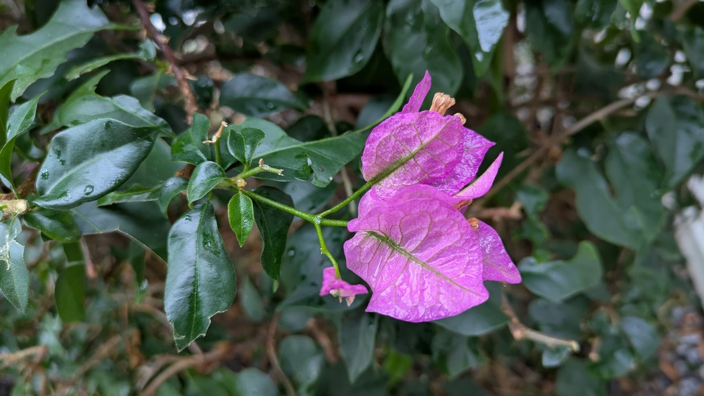 L3_Flower3Bougainvillea.jpg