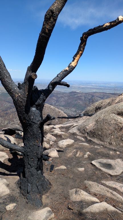 F1_BurnedTreeOnSummit.jpg