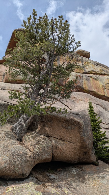 H2_TreesInBoulders.jpg