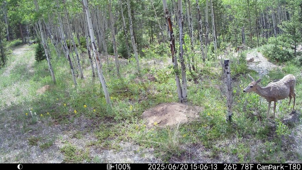 0620_TrailcamBambi.JPG