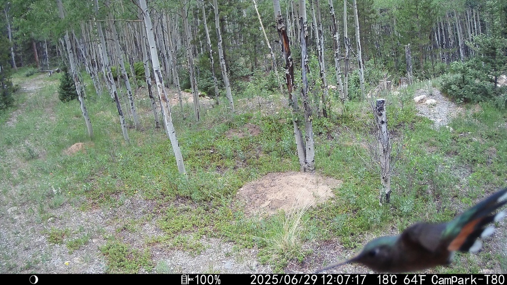 0629_TrailcamHummingbird.JPG