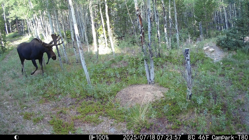 0718A_TrailcamMoose.JPG