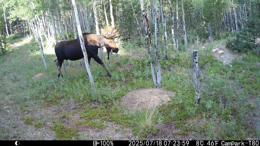 0718B_TrailcamMoose.JPG