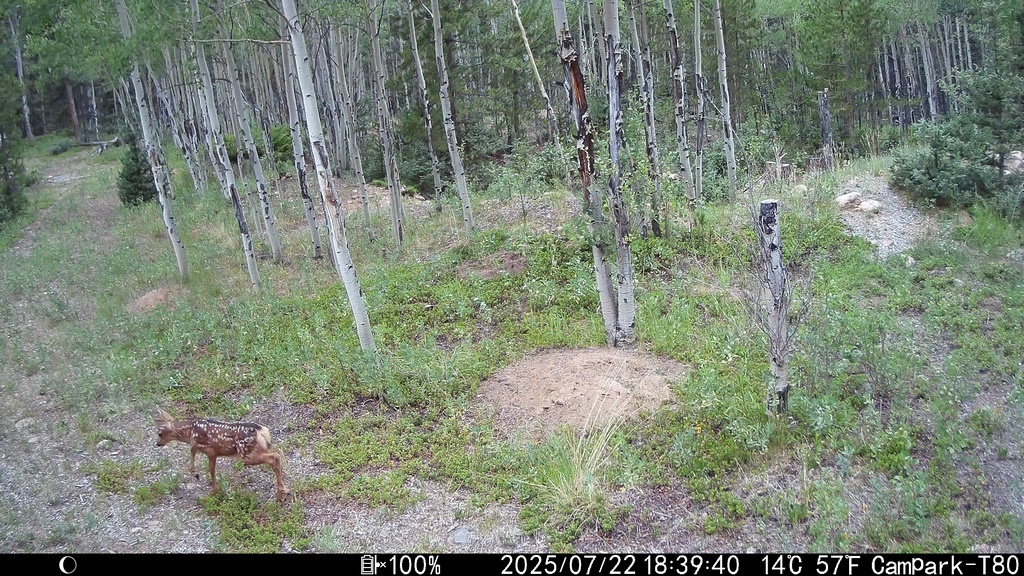 0722_TrailcamBambi.JPG