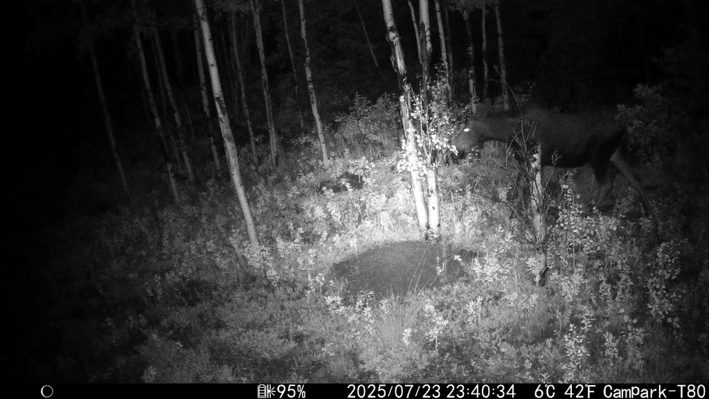 0723B_TrailcamNightMoose.JPG
