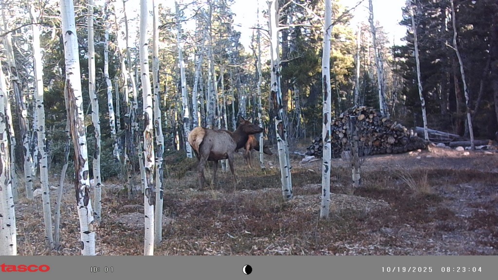 A_1019_TrailCamElkAtCabin.jpg