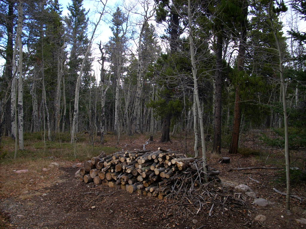E_100124_C_FirewoodPileAndWoods.JPG