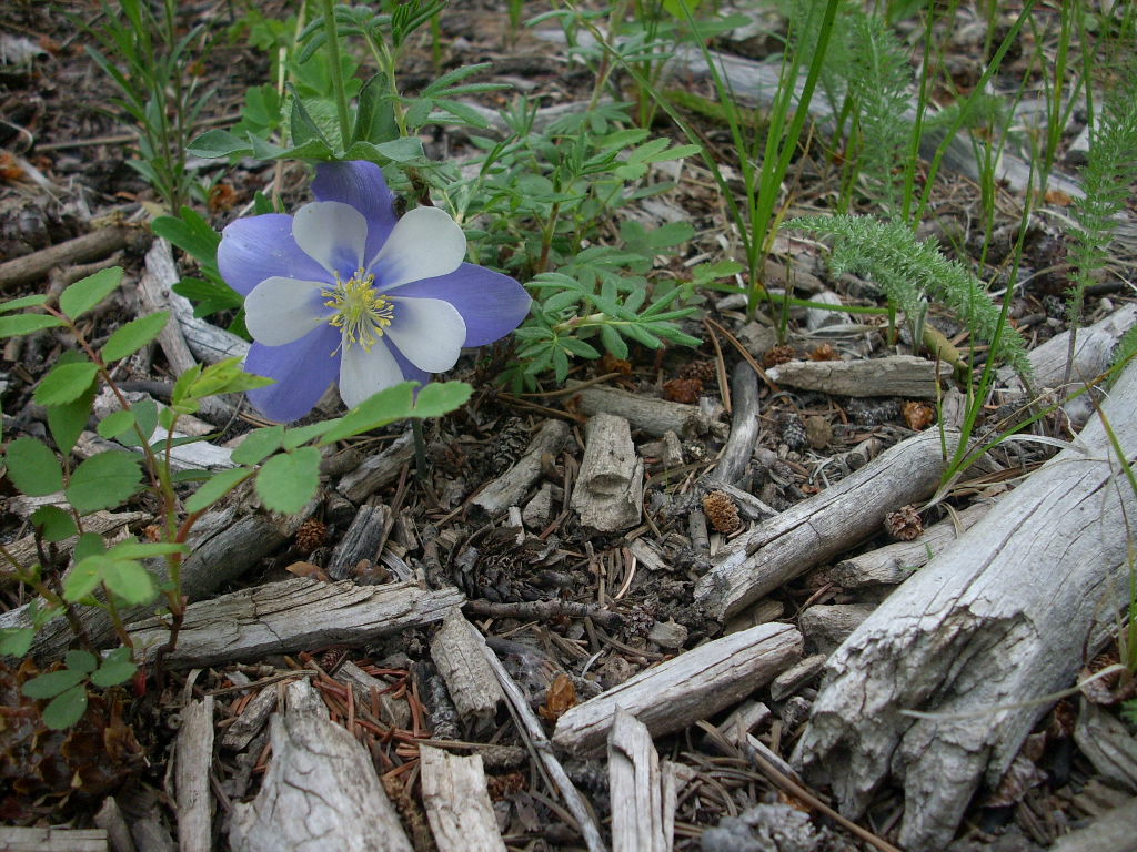 I2_090704_E2_FallenDownColumbine.JPG