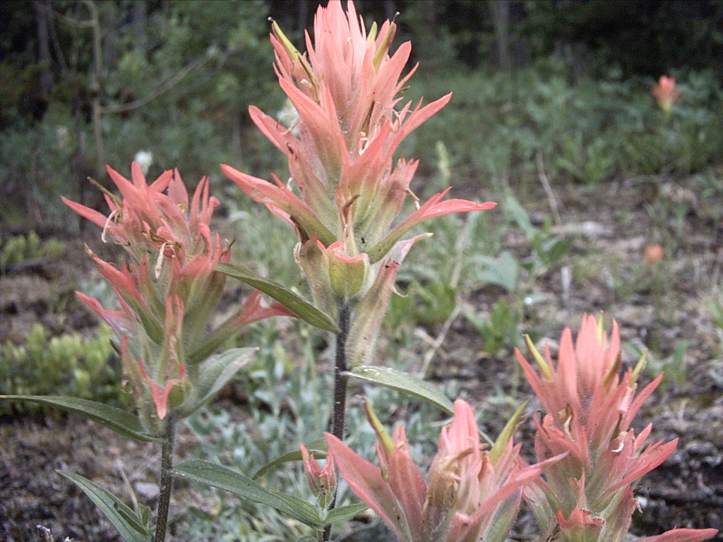I3_060702_F2_IndianPaintbrush.JPG