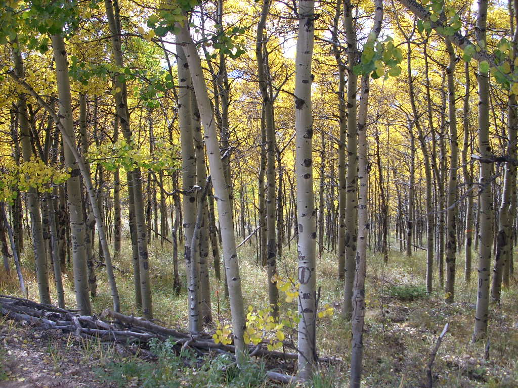 M2_080928_P1_AspenThicket.JPG