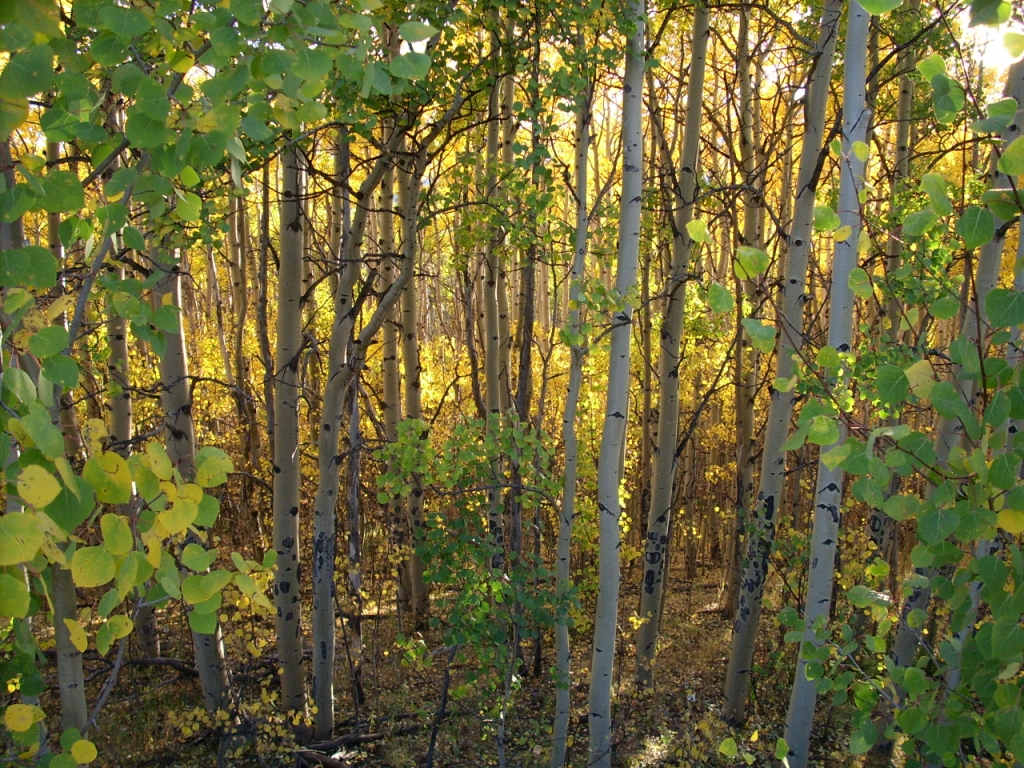 M3_100918_E0_AspenForestHiRes.JPG