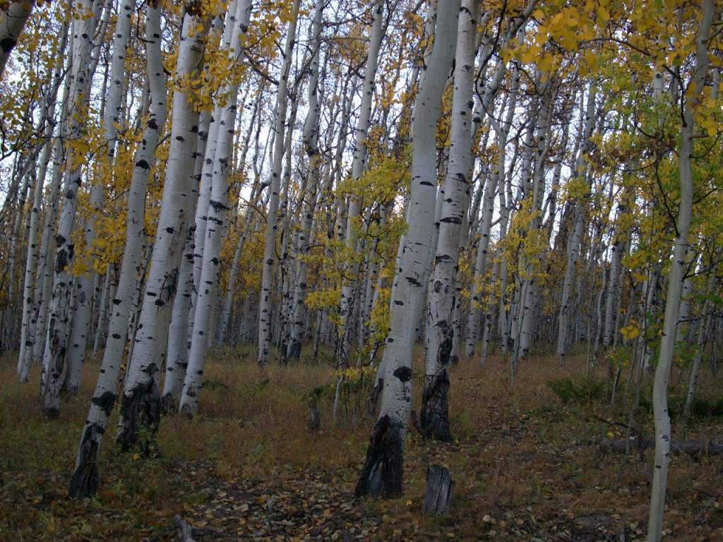 M4_100918_F1_TallAspenForestHiRes.JPG
