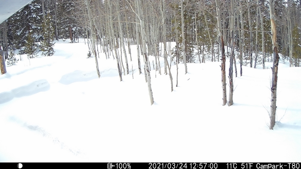 0324_SnowOnTrailCam.JPG