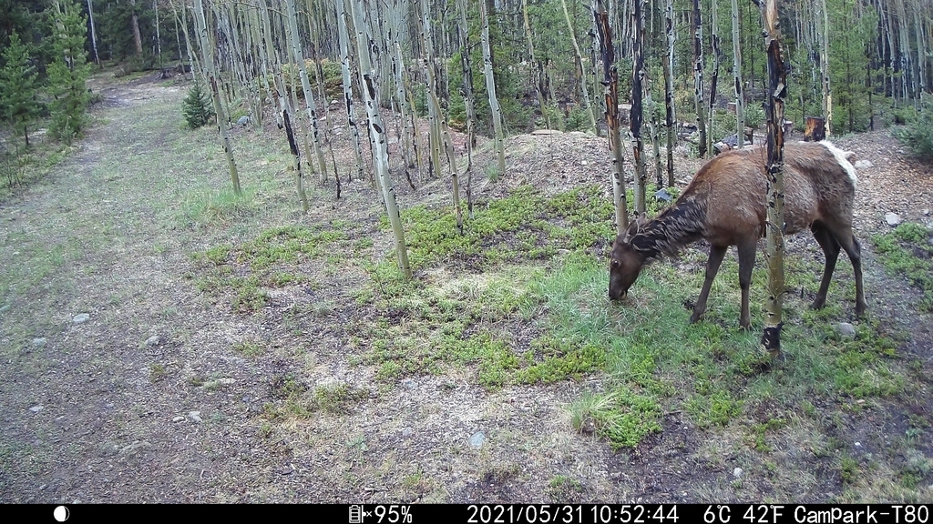 0531C_ElkGrazing.JPG