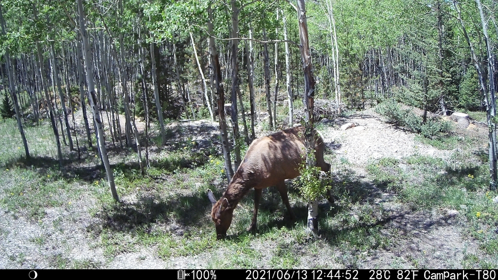 0613E_ElkGrazing.JPG