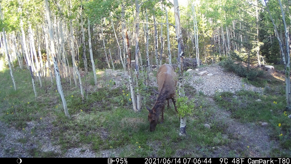 0614A_ElkGrazing.JPG