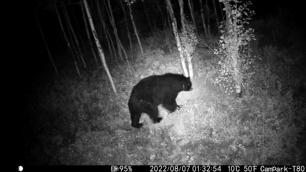 0807B_BlackBearAtNight.JPG