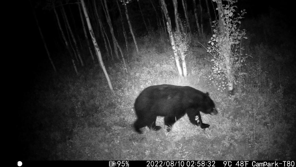0810_BlackBearReturns.JPG