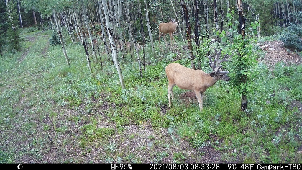 2021_0803B_TwoBucksOnRight.JPG
