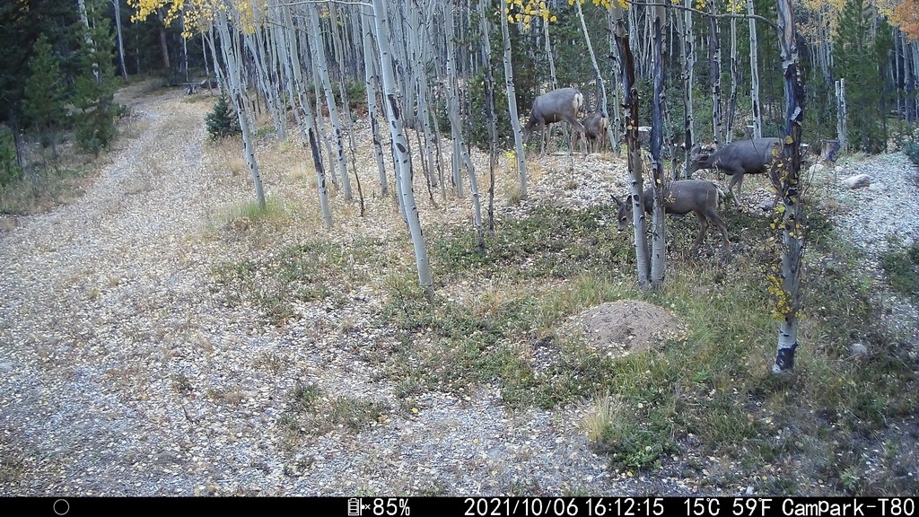 2021_1006A_FourGrazing.JPG