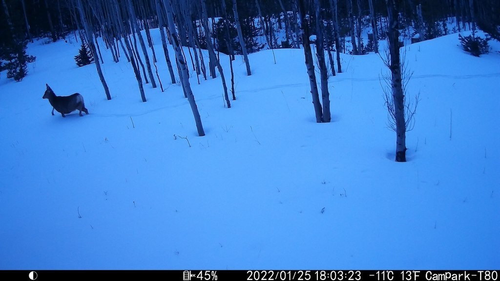 2022_0125_CrossingLeftInSnow.JPG