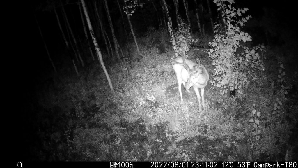 2022_0801C_BuckInDark.JPG